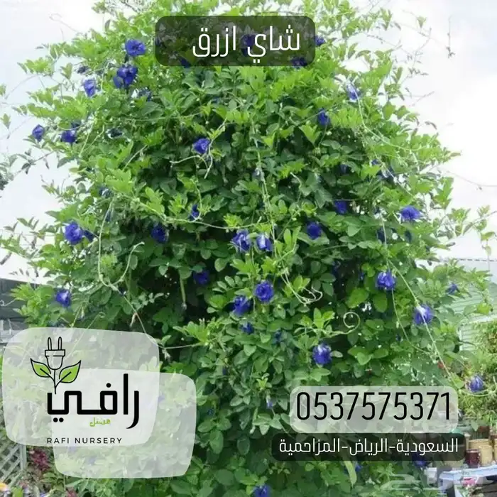 شتلات شاي ازرق 0