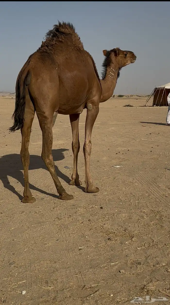 بكره ساحليه لقحه 1
