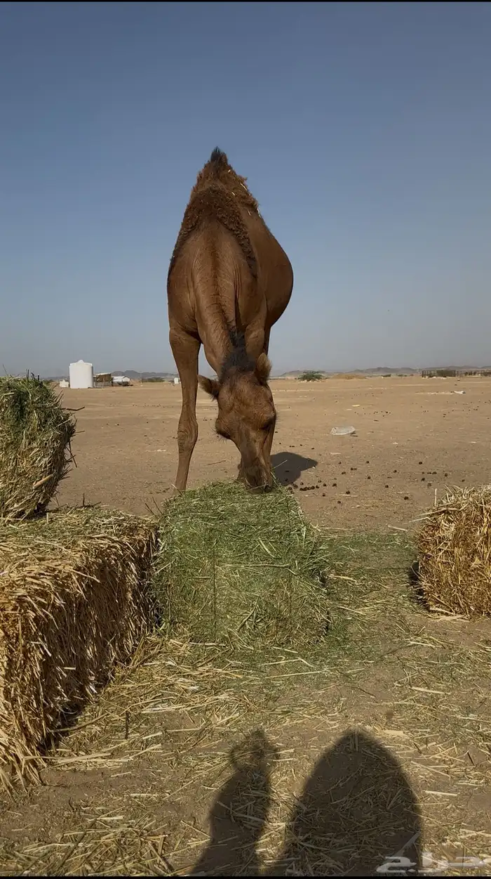 بكره ساحليه لقحه 7