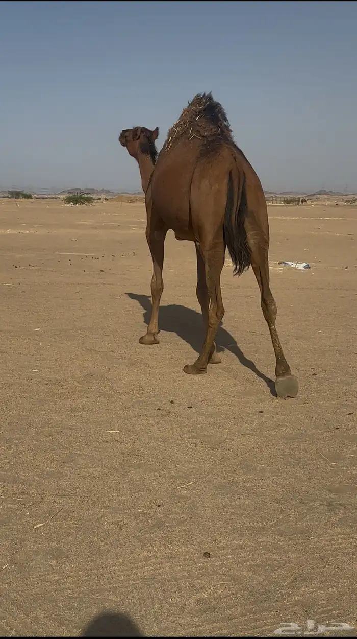 بكره ساحليه لقحه 0