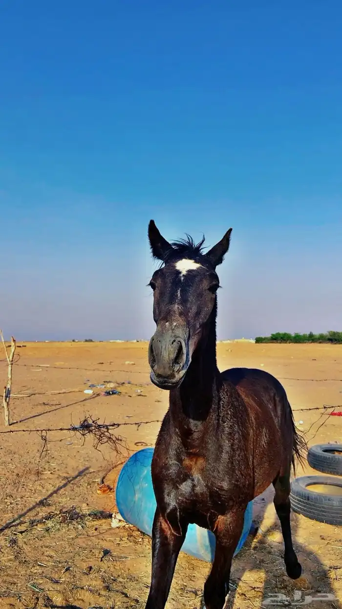 مهر شعبي 5