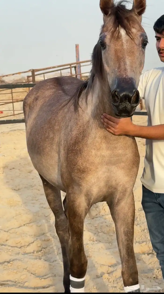 للبيع مهره شعبيه الحد 5500 تم البيع 0