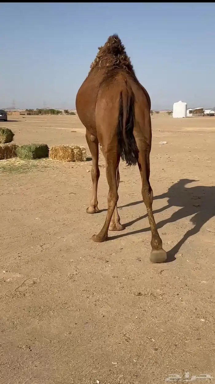 بكره ساحليه لقحه 4