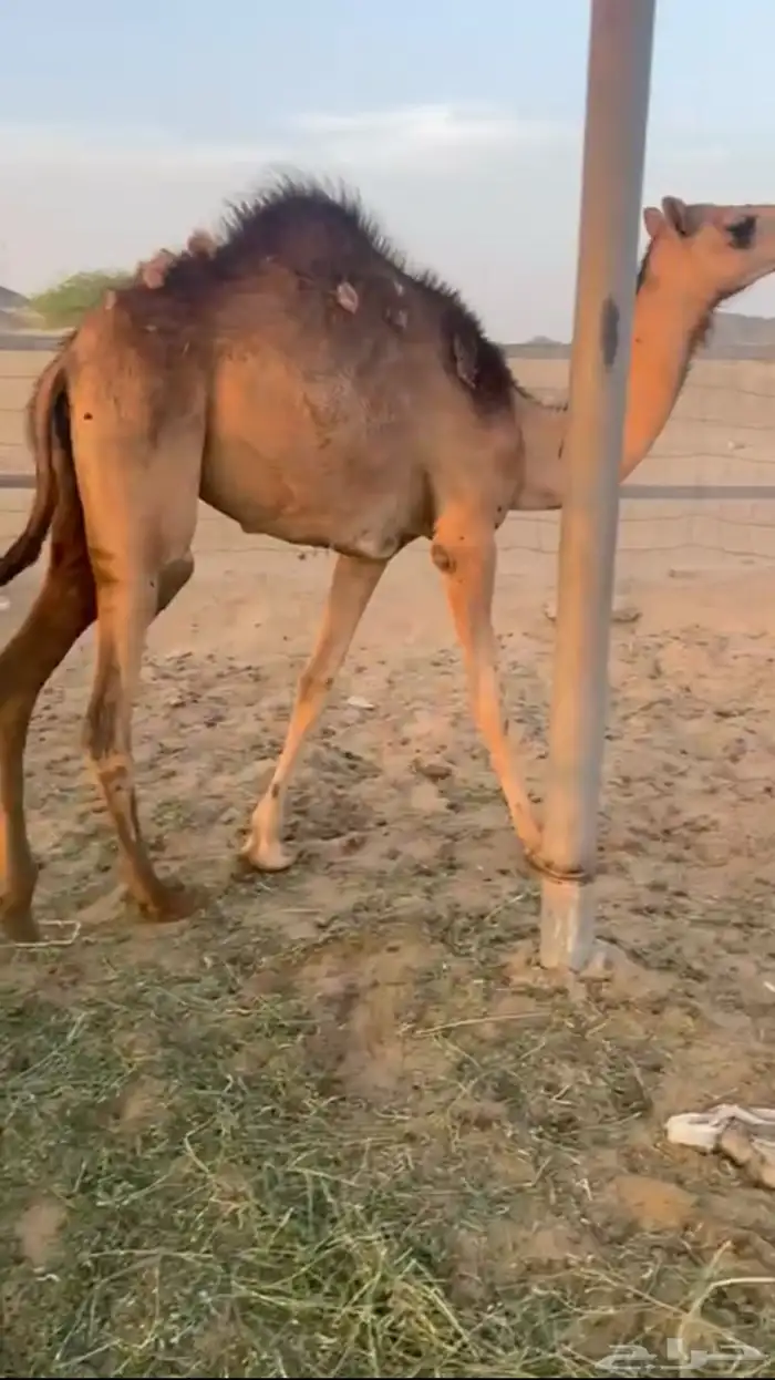 بكره ساحليه 0