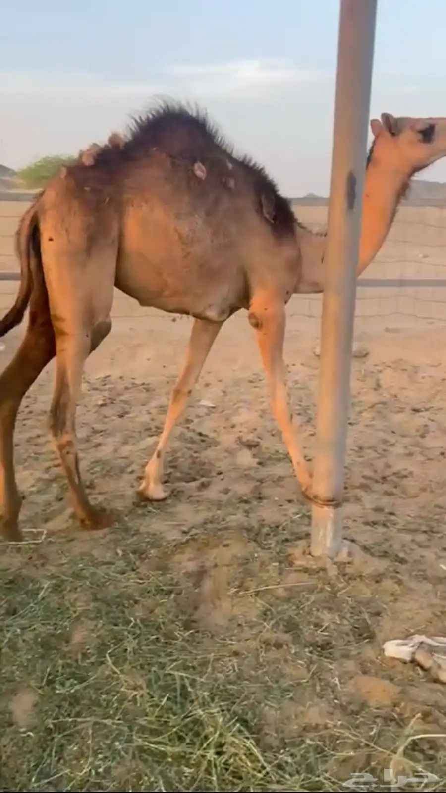 بكره ساحليه 0