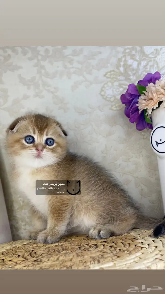 كيتن كيتنز سكوتش تربل فولد قولد قط قطه قطوه قطو 1