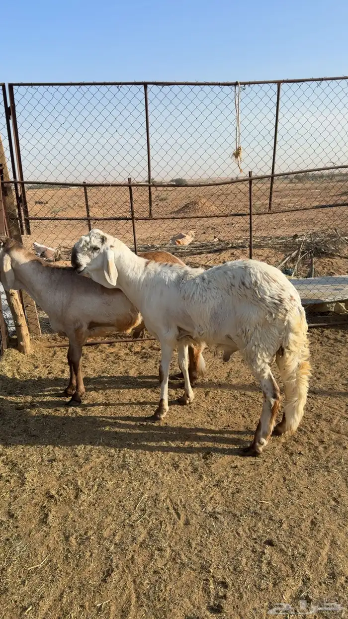 طليان سواكن درمانيه صنف 1