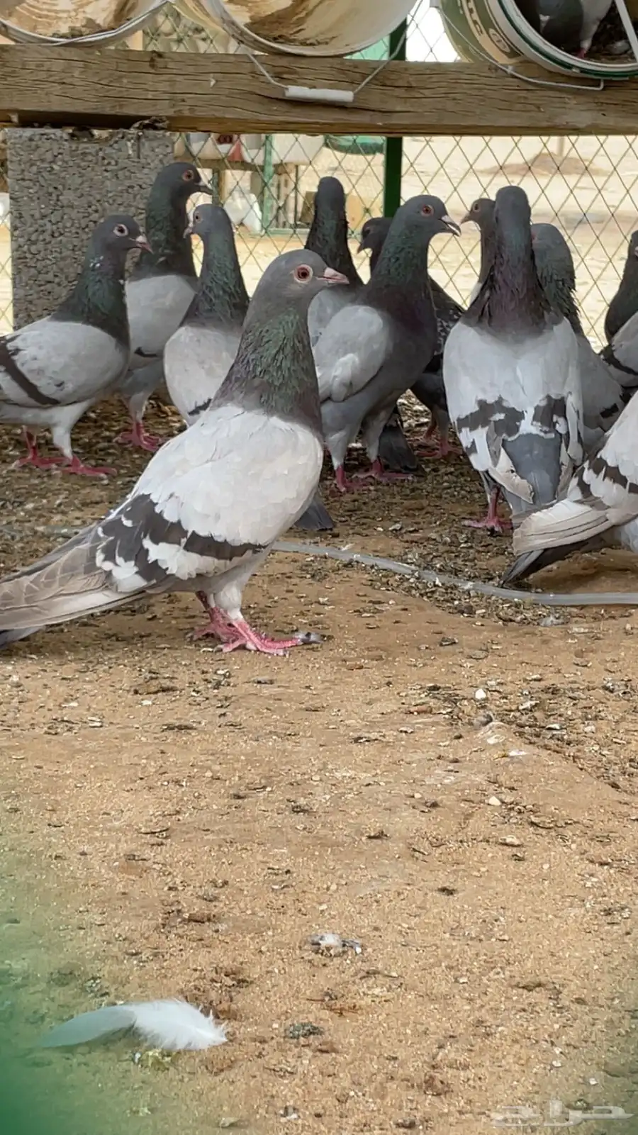 الخرج 1