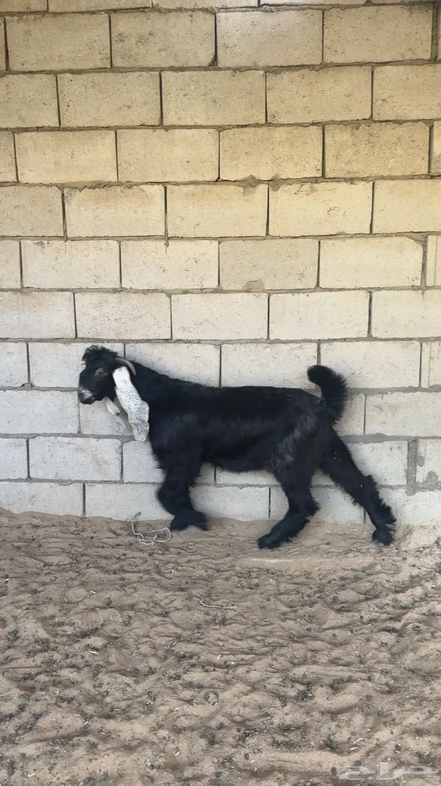 مشروع فحل عارضي 2