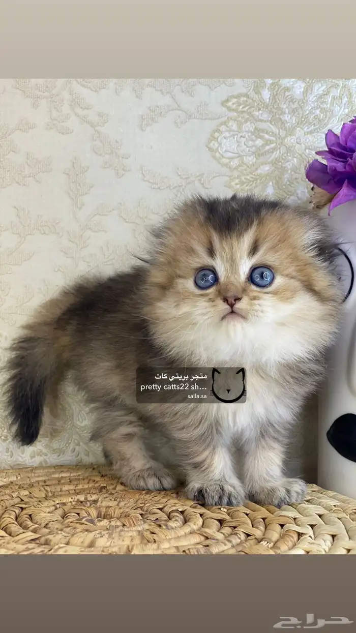 كيتن كيتنز سكوتش تربل فولد قولد قط قطه قطوه قطو 3