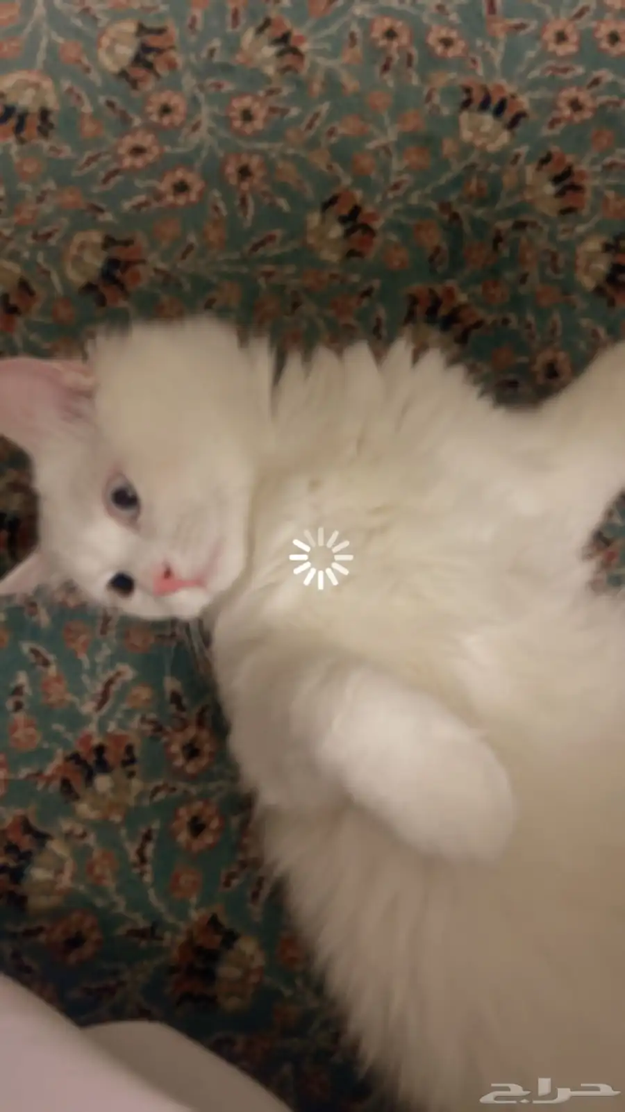 بسه للبيع 0