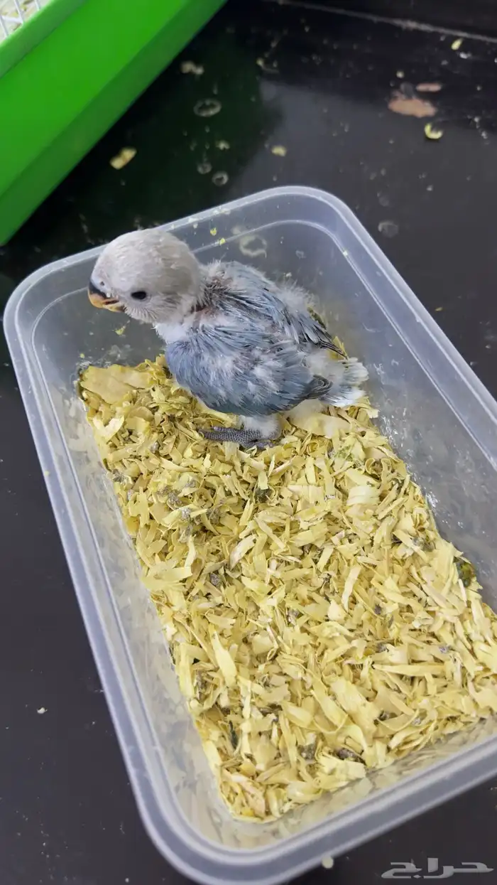 فرخ روز غر(تم البيع ) 0