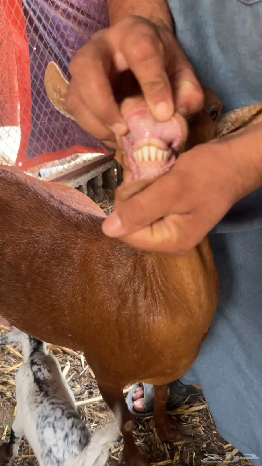 عنز منتوج تحتها جفره 0