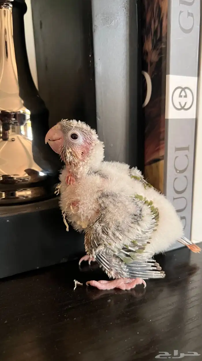 فروخ كنيور يلو سايد واناناس كلها رد فاكتر دبل صبغه ماشاءالل 6