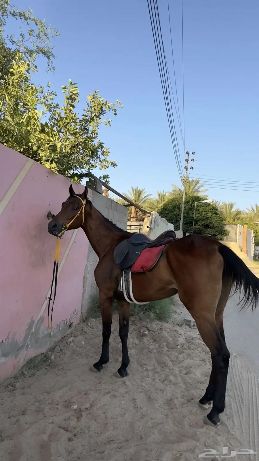 حصان شعبي سبوق 1