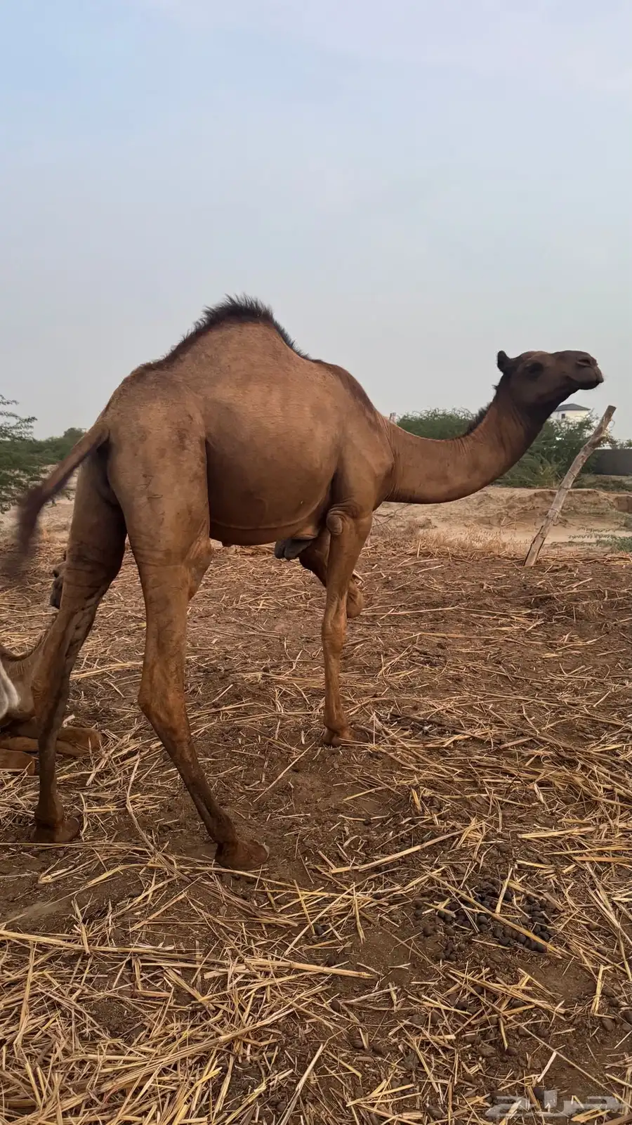 قعود للبيع 1