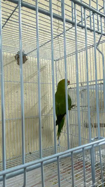 دره هندي 0