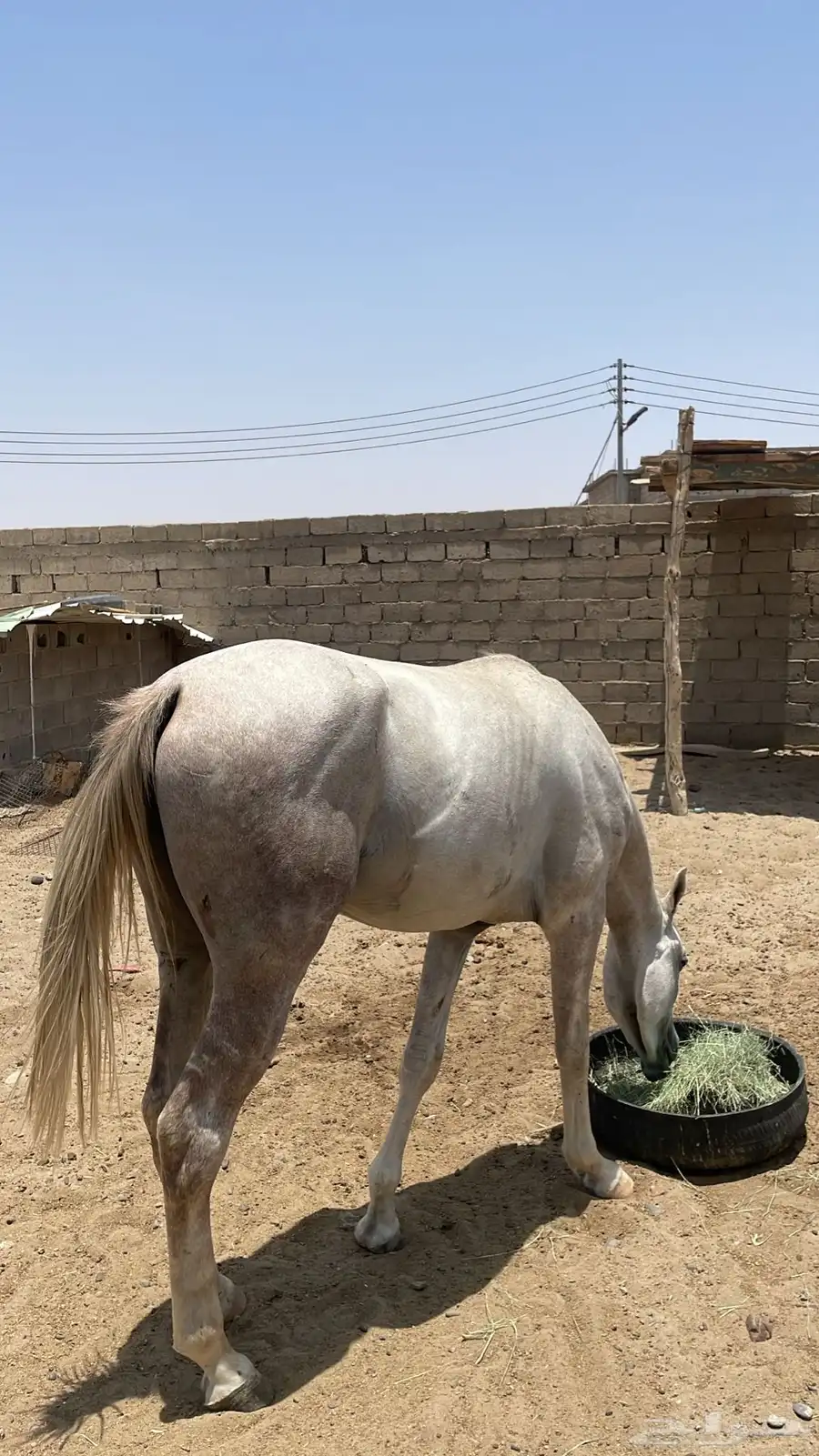 خيل 1