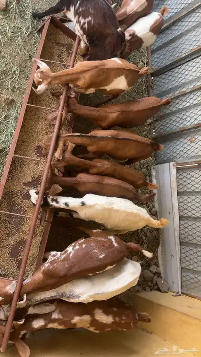 تيوس وعنقان كفو 1