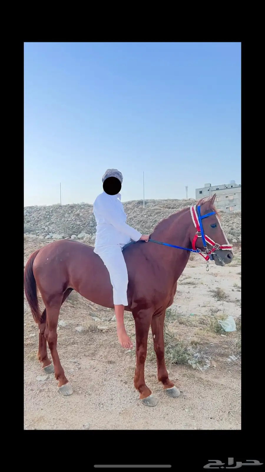 خيل شعبي كفو 4