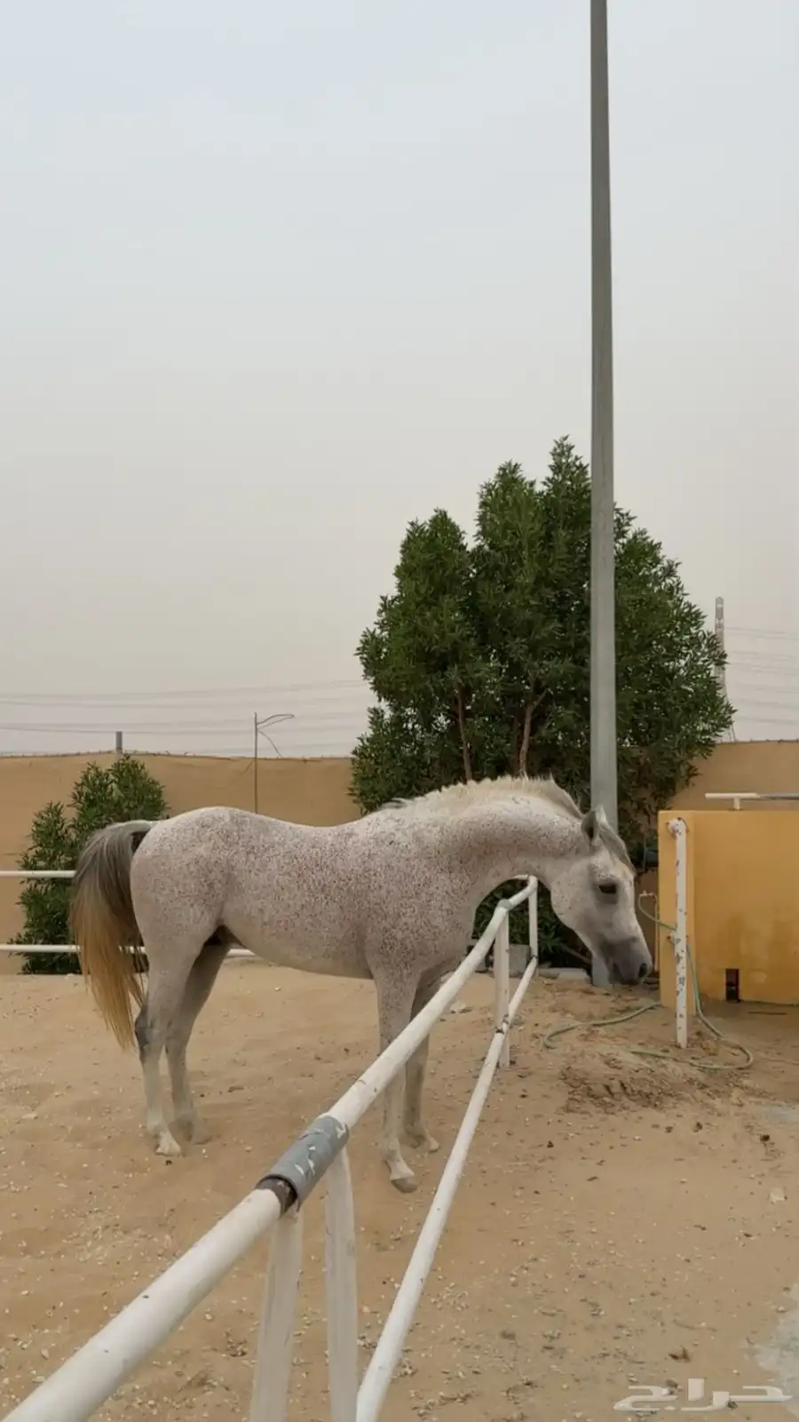 حصان شعبي 0