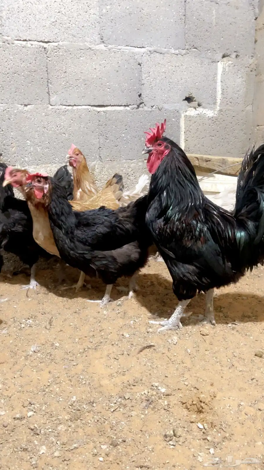 دجاج بلدي 1