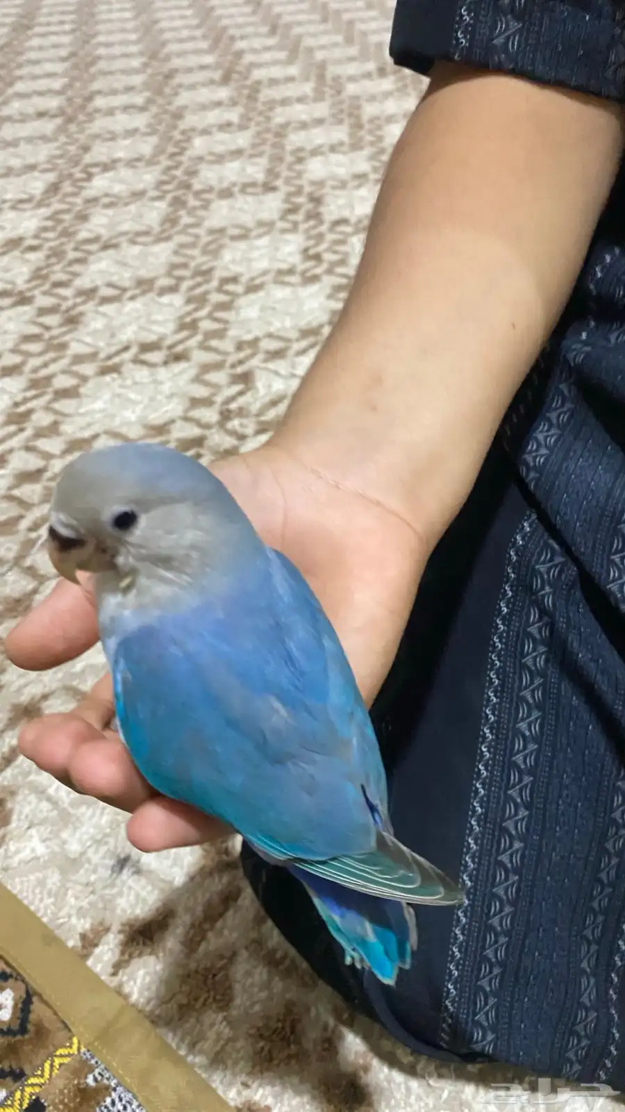 روز للبيع 2