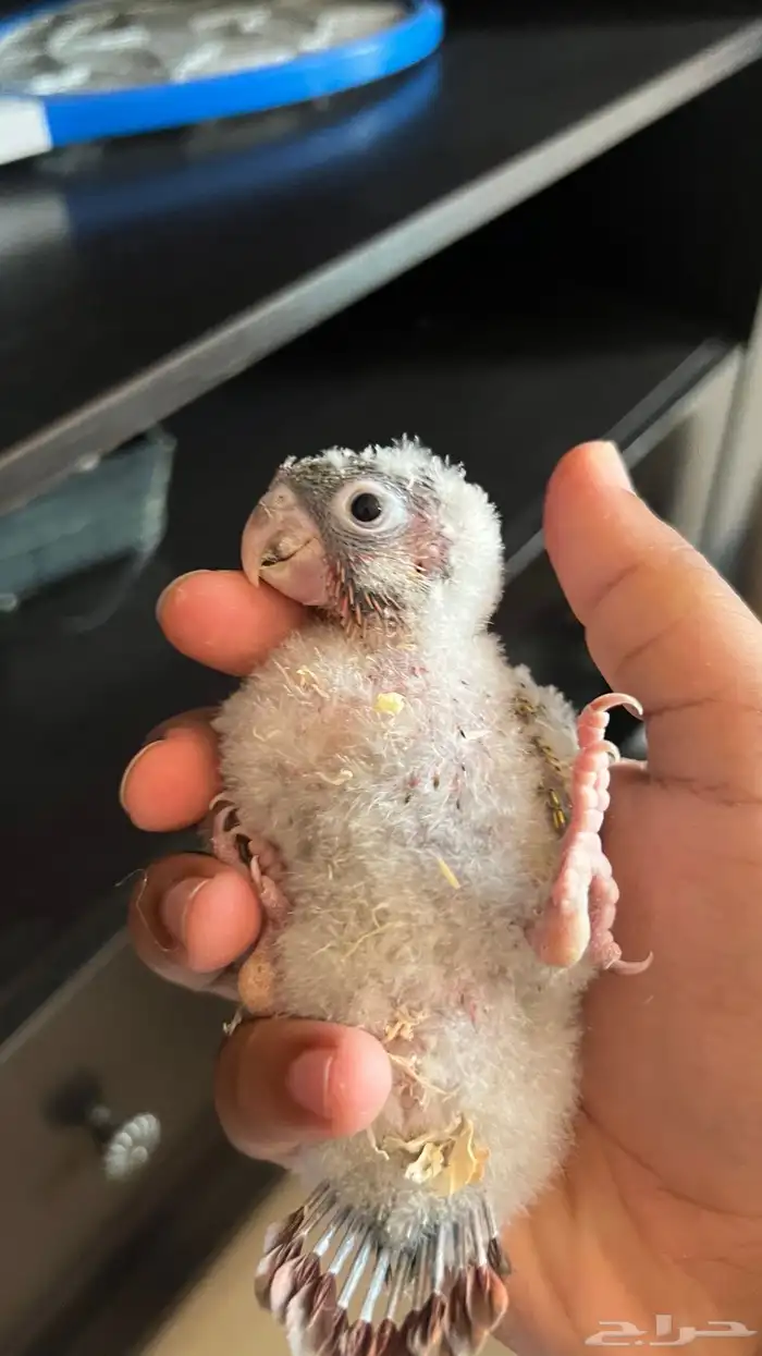 فروخ كنيور يلو سايد واناناس كلها رد فاكتر دبل صبغه ماشاءالل 2