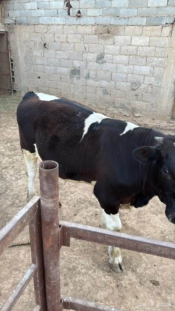 عجل للبيع 0