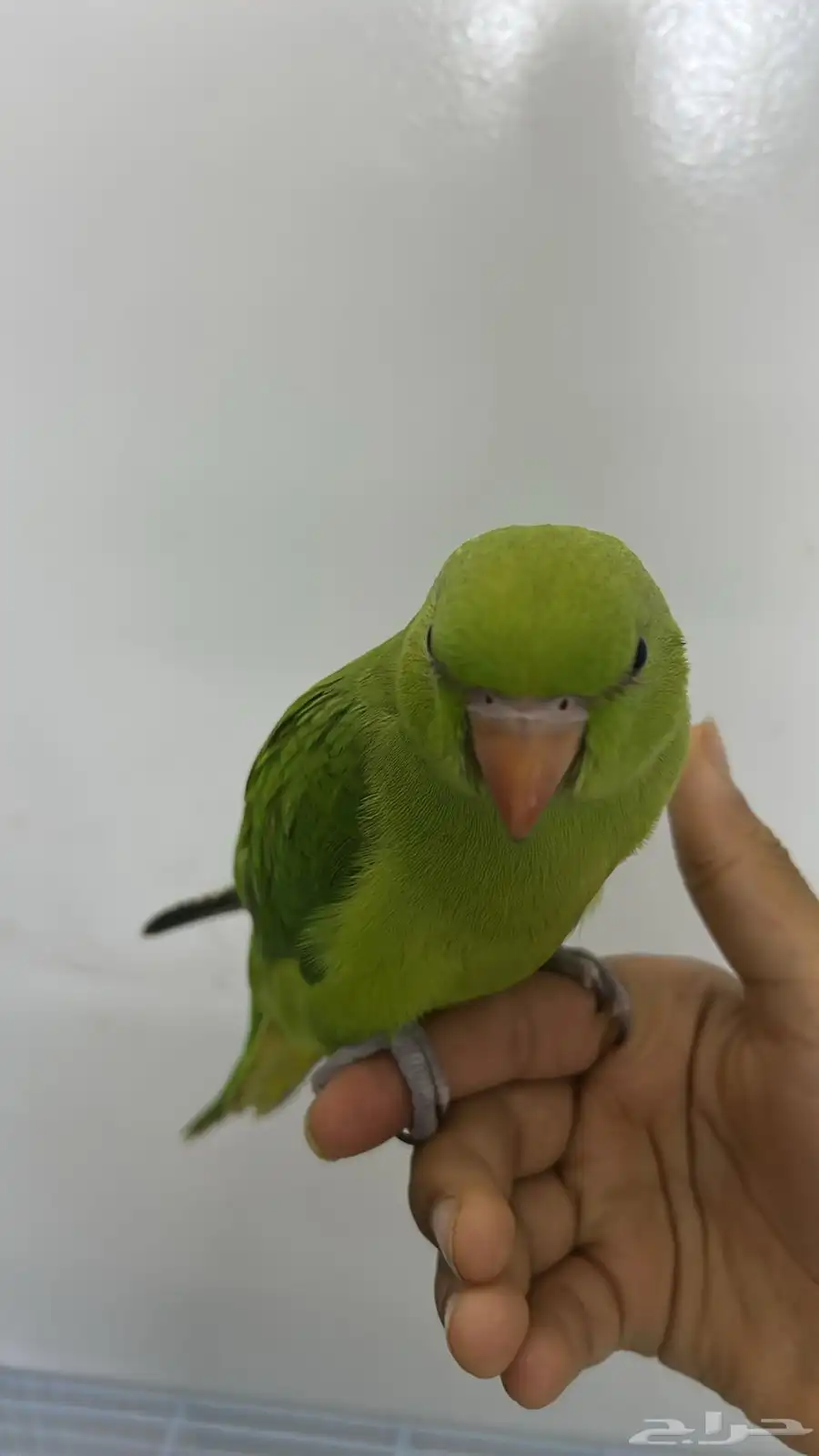 دره هندي 1