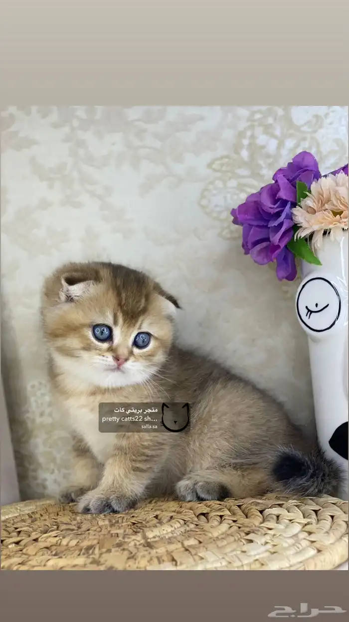 كيتن كيتنز سكوتش تربل فولد قولد قط قطه قطوه قطو 2