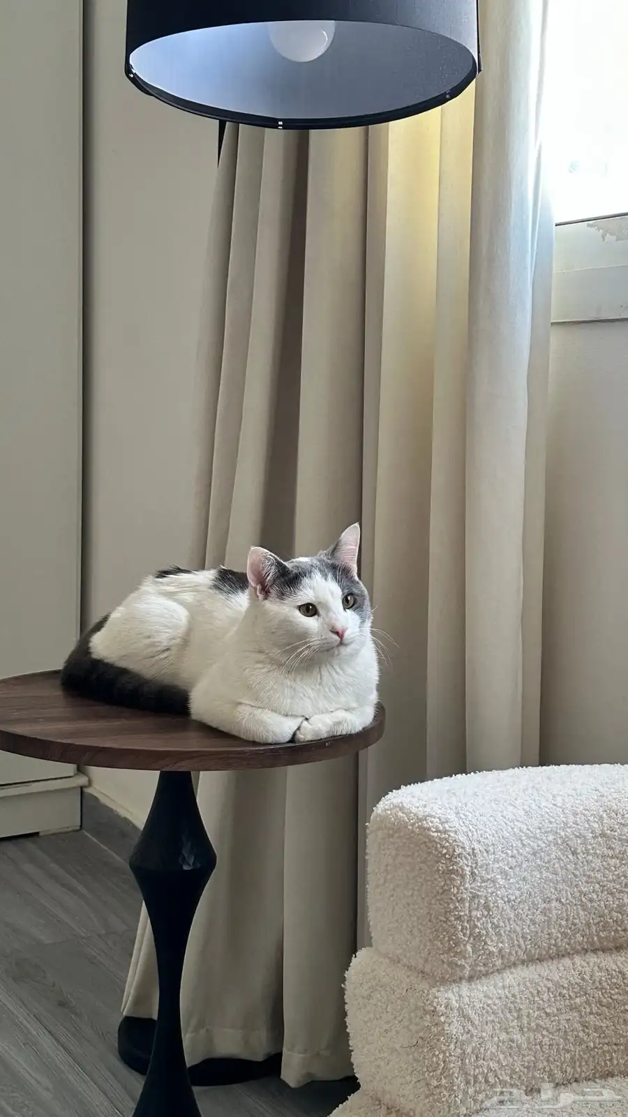قطط 0