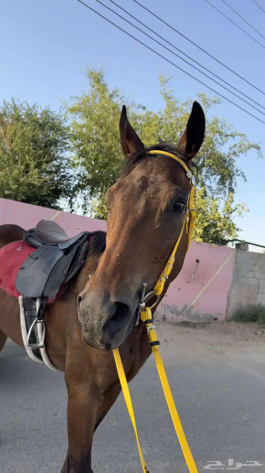 حصان شعبي سبوق 0