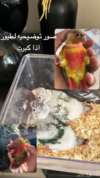 فروخ كنيور يلو سايد واناناس كلها رد فاكتر دبل صبغه ماشاءالل 0