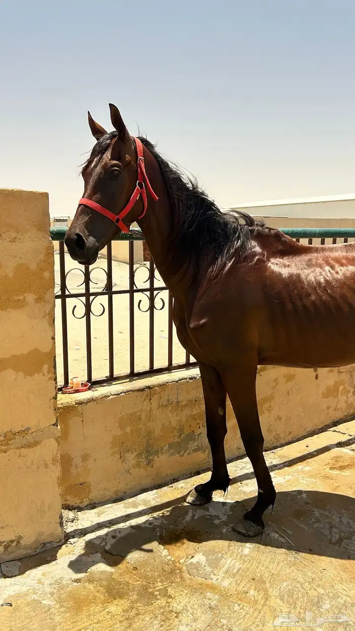 حصان شعبي 0