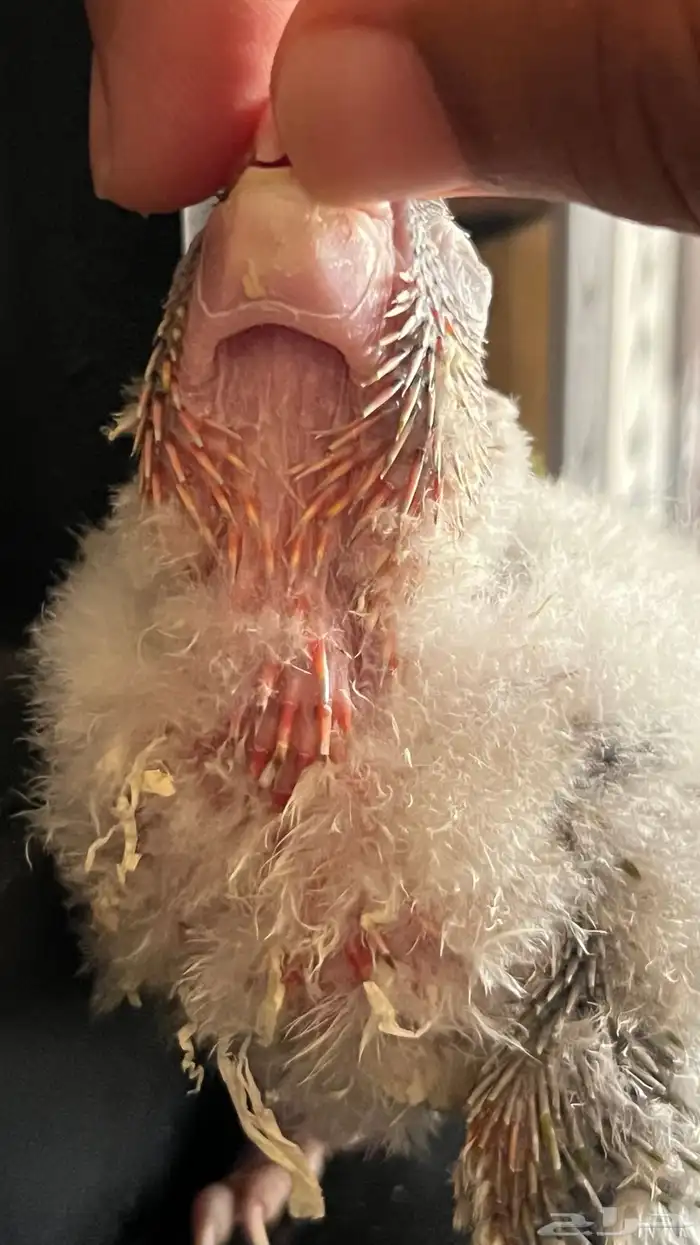 فروخ كنيور يلو سايد واناناس كلها رد فاكتر دبل صبغه ماشاءالل 4