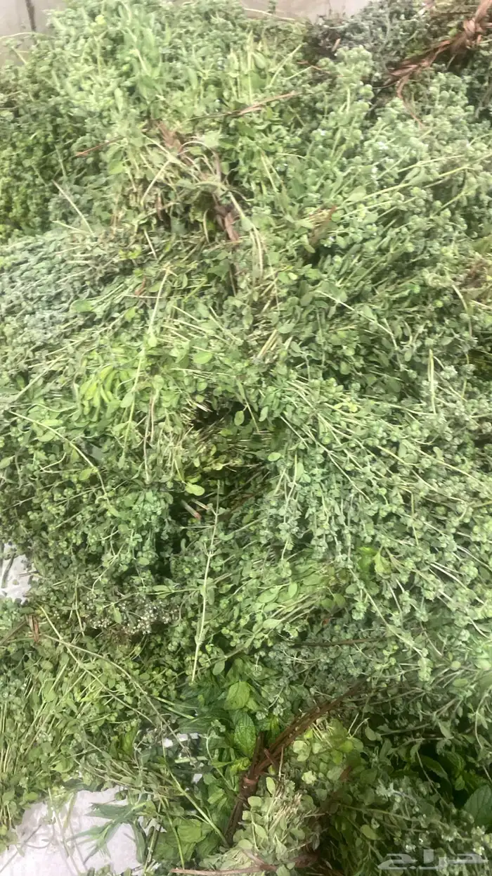 نعناع المدينه المنورة 0