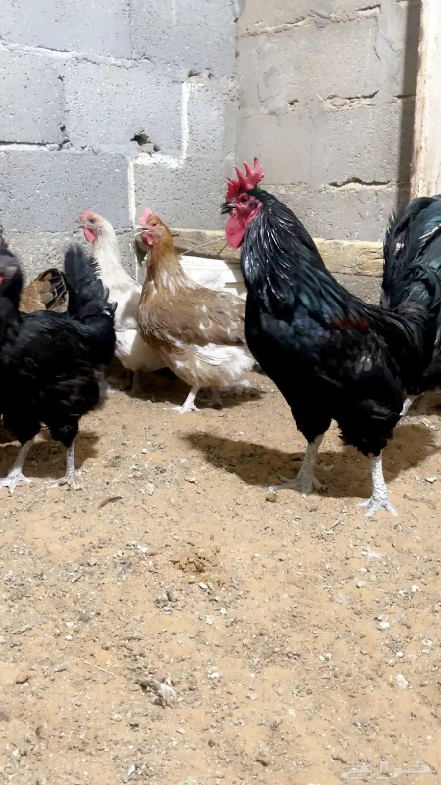 دجاج بلدي 2