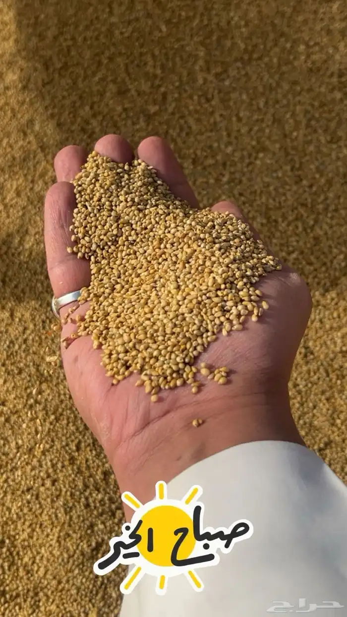 دخن بيضان عضوي للبيع 0