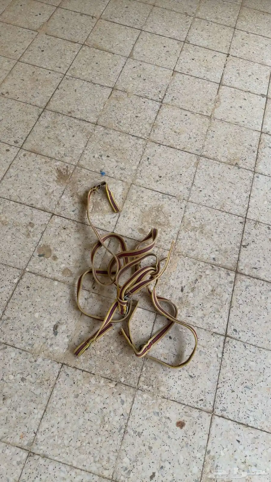 ملتزمات خيل 4