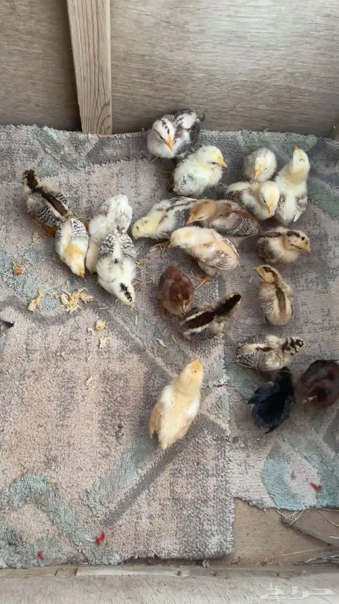 فروخ دجاج 2
