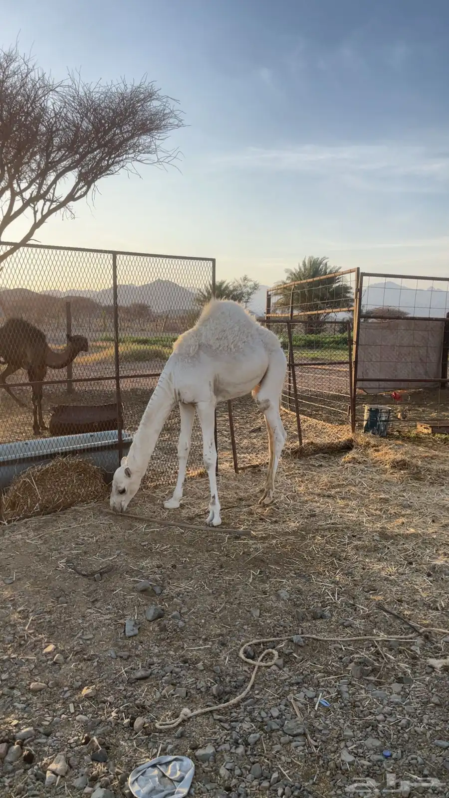 ناقه خلفه لبيع 0