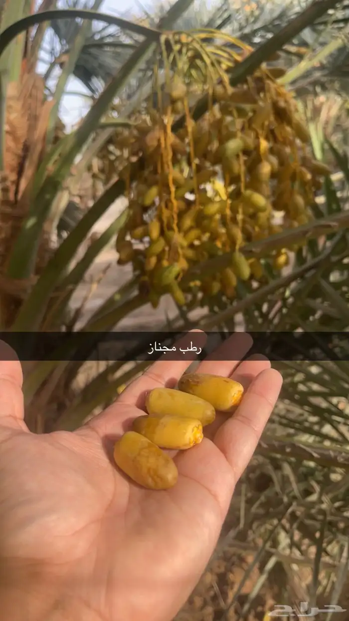 رطب اخلاص وخنيزي غر ومجناز الاحساء 3