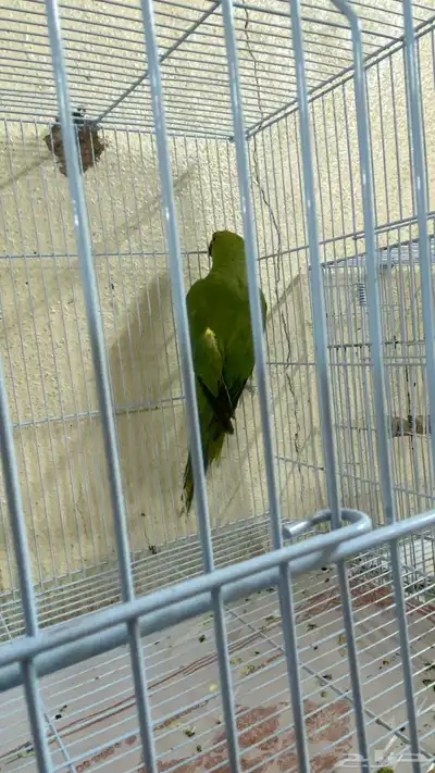 دره هندي 1