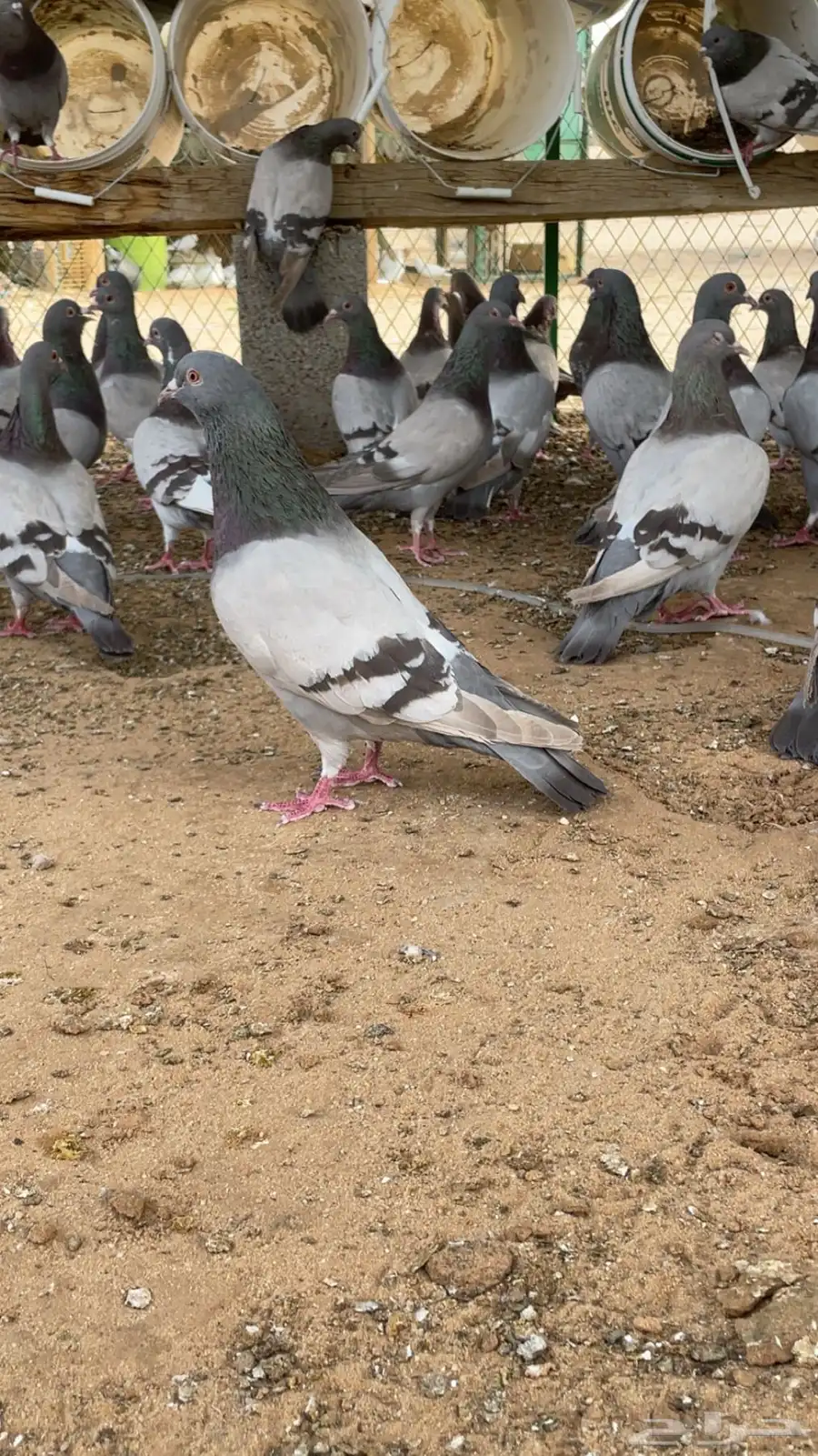 الخرج 0