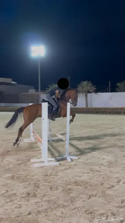 حصان قفز 0