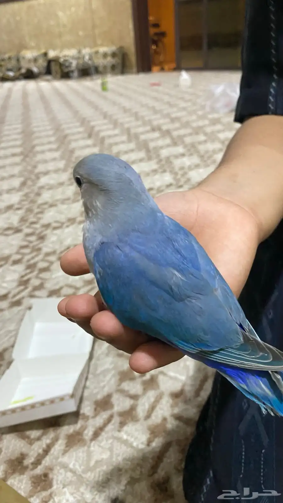 روز للبيع 0