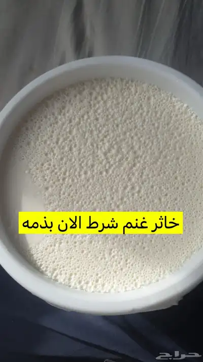 جبنه غنم خاثر غنم زبده غنم قشطه غنم سمن غنم لبنه غنم شرط 11