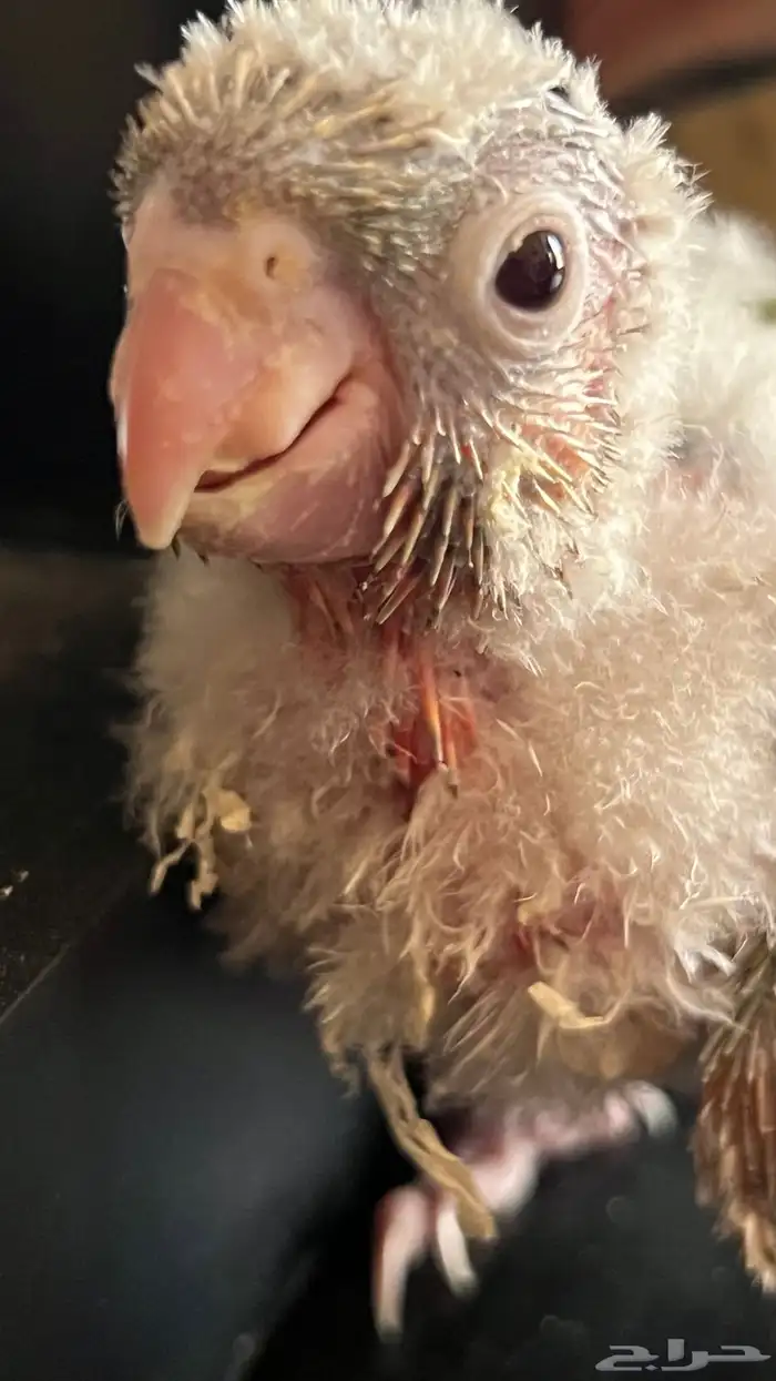 فروخ كنيور يلو سايد واناناس كلها رد فاكتر دبل صبغه ماشاءالل 5