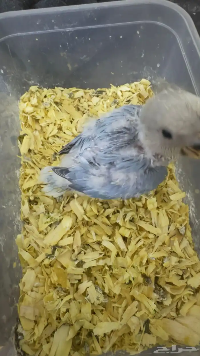 فرخ روز غر(تم البيع ) 3